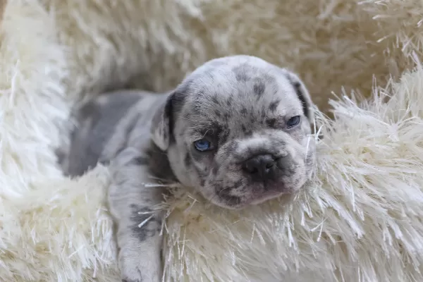 Egzotik French Bulldog Yavrularim Harika Renk Ve Anatomi