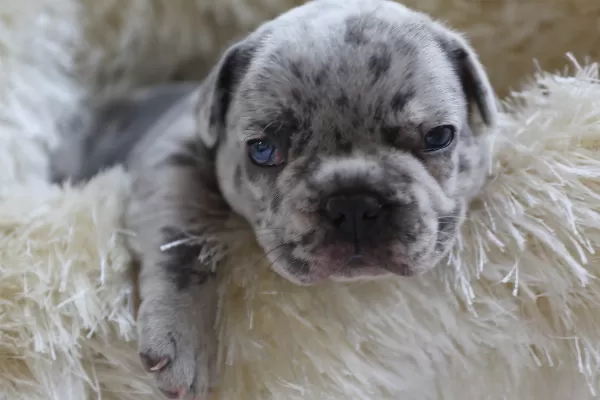 Egzotik French Bulldog Yavrularim Harika Renk Ve Anatomi