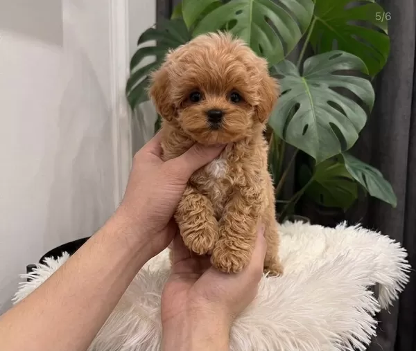 Orjinal Maltipoo Bebeklerimiz Yeni Aileleriyle Tanışmayı Bekliyor