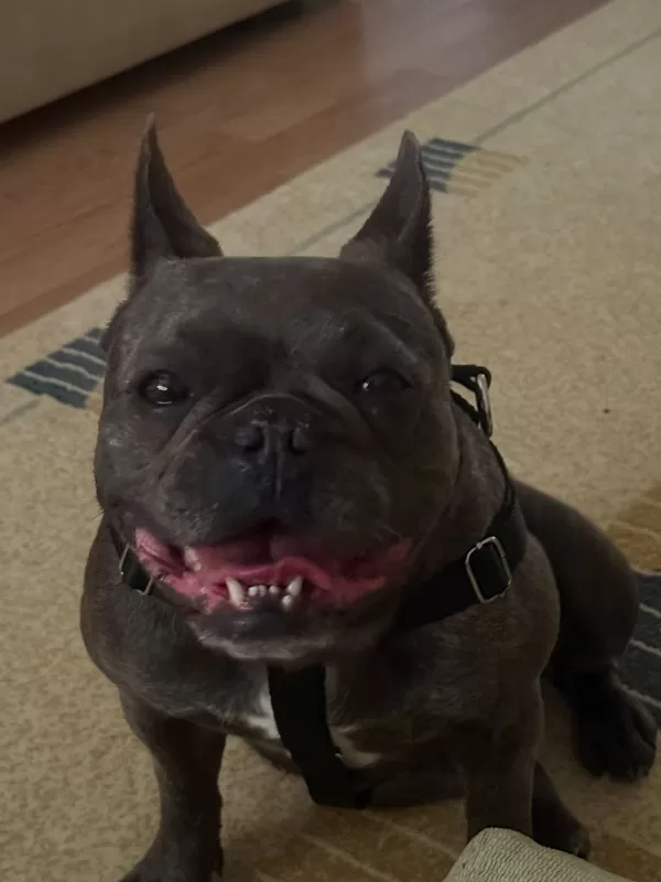 Sevimli Dişi French Bulldog