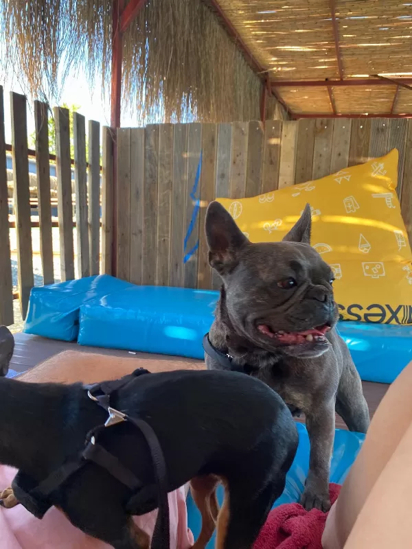 Sevimli Dişi French Bulldog