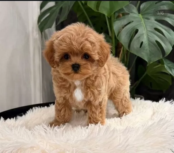 Orjinal Maltipoo Bebeklerimiz Yeni Aileleriyle Tanışmayı Bekliyor