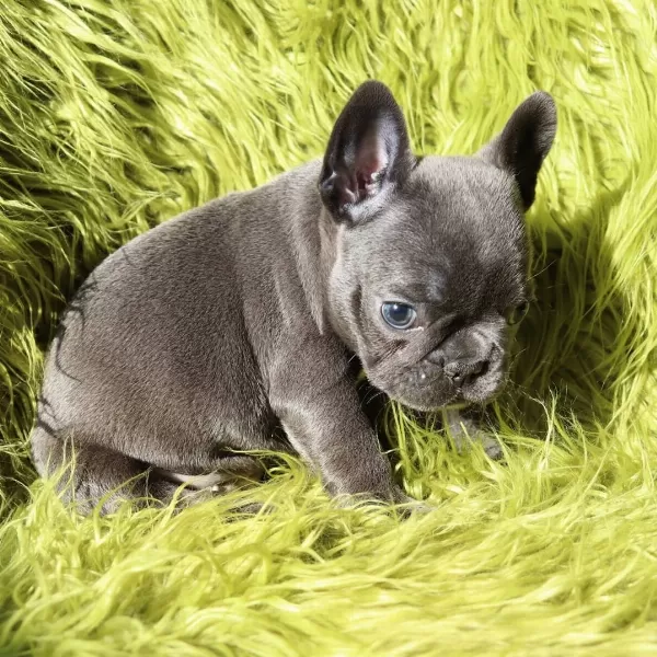 French Bulldog Yavruları