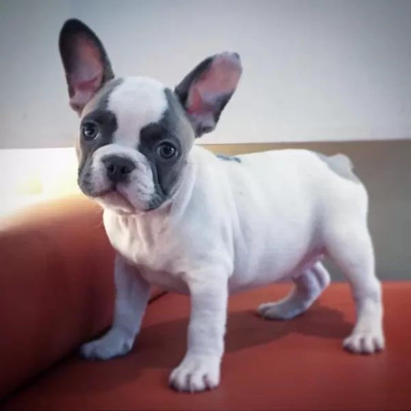 French Bulldog Yavruları