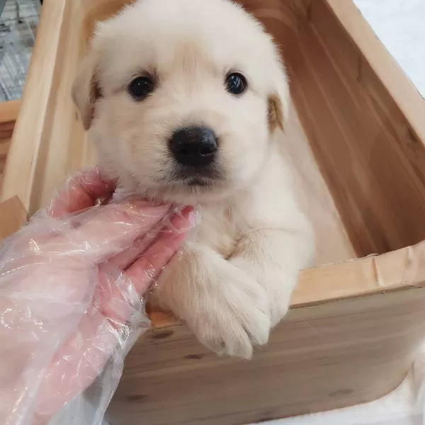 Golden Retriever Yavrulari