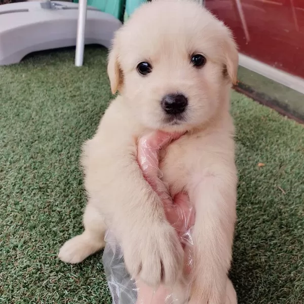Golden Retriever Yavrulari