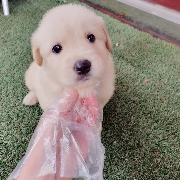 Golden Retriever Yavrulari