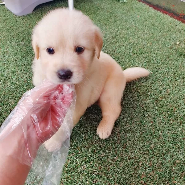 Golden Retriever Yavrulari