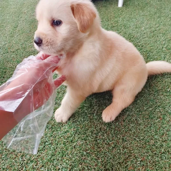 Golden Retriever Yavrulari