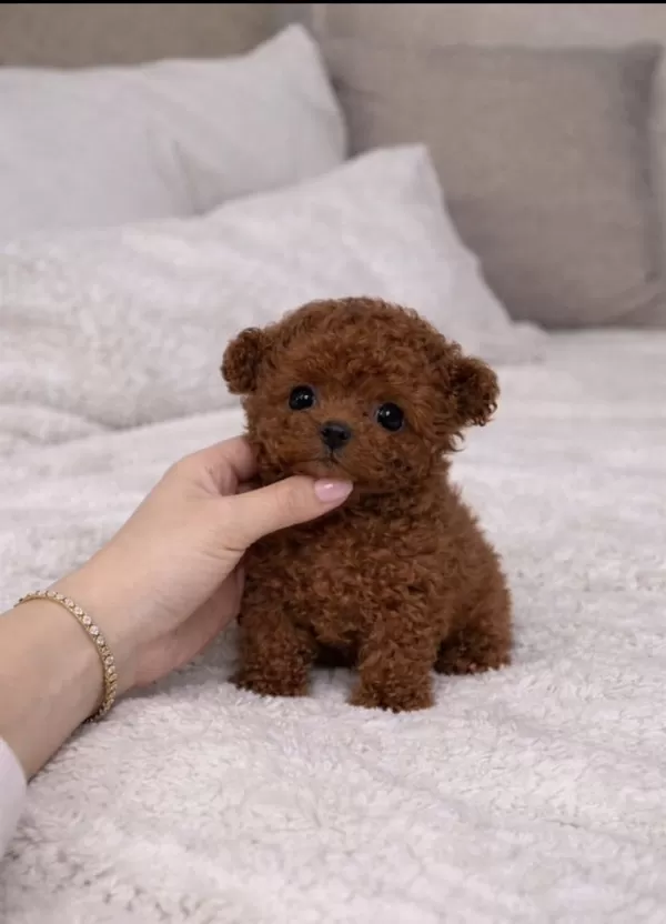 Orjinal Teacüp Poodle