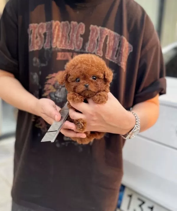 Orjinal Teacüp Toy Poodle