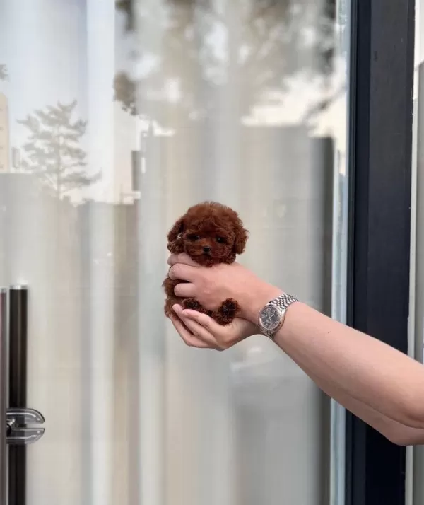 Orjinal Teacüp Pomeranian