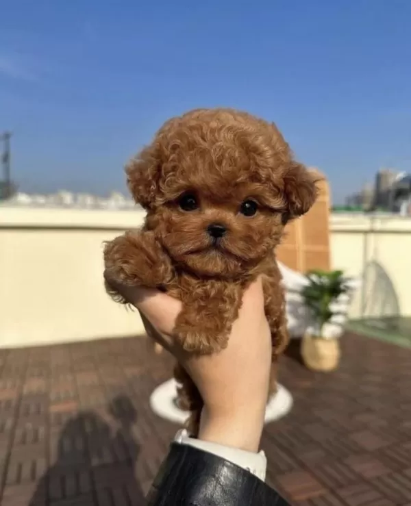 Orjinal Teacüp Poodle Yavruları