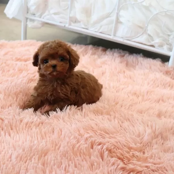 Orjinal Pomeranian Boo