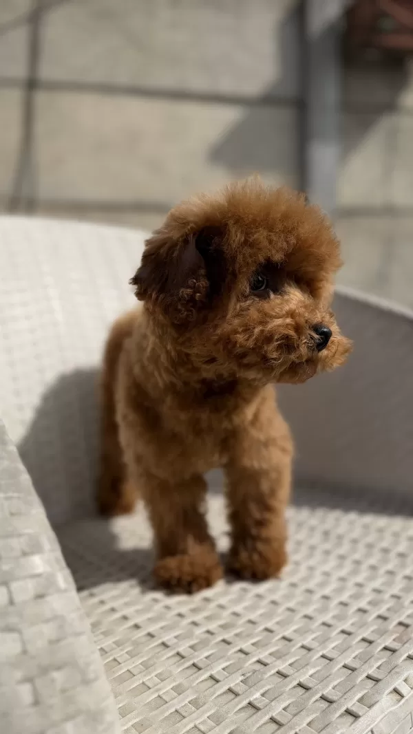 Premium Kalite Yetişkin Tcup Boy Erkek Toy Poodle
