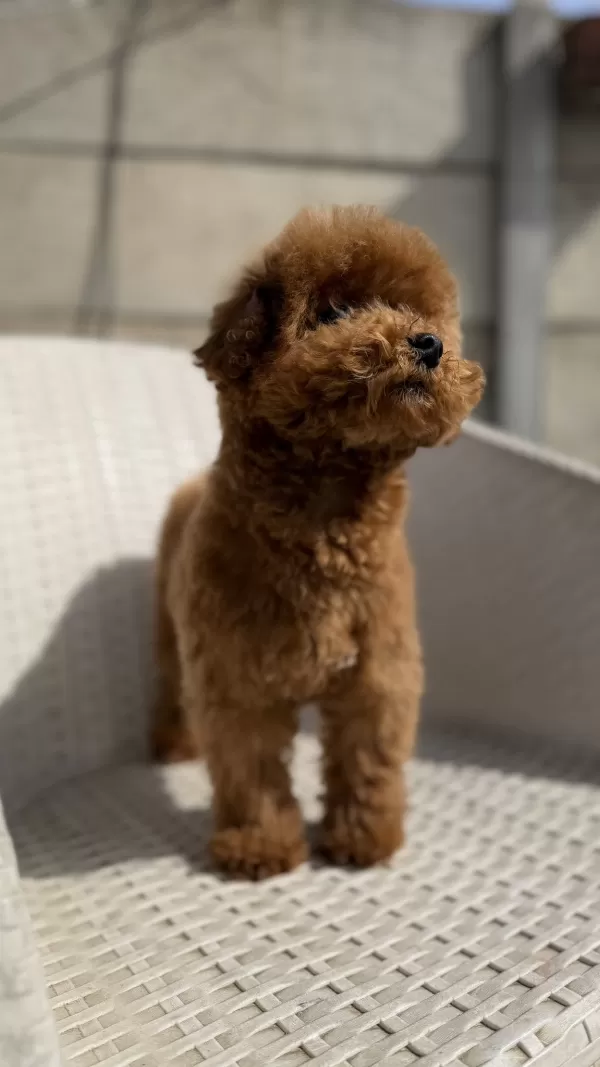 Premium Kalite Yetişkin Tcup Boy Erkek Toy Poodle