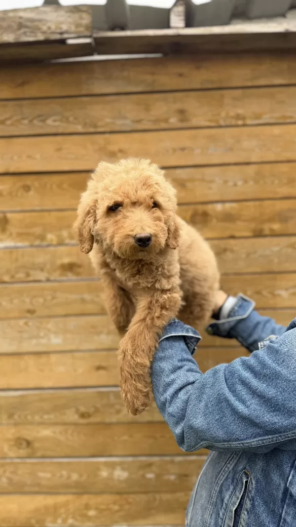 Giant Poodle Yavrularimiz