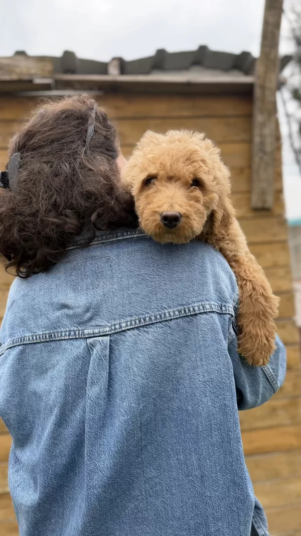 Giant Poodle Yavrularimiz