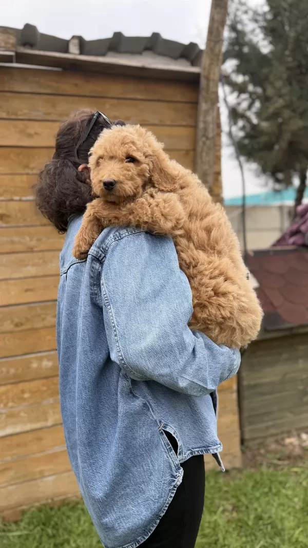 Giant Poodle Yavrularimiz