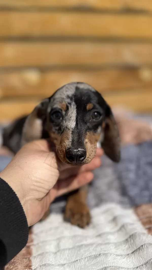 İki Yüzlü Sosis Köpek
