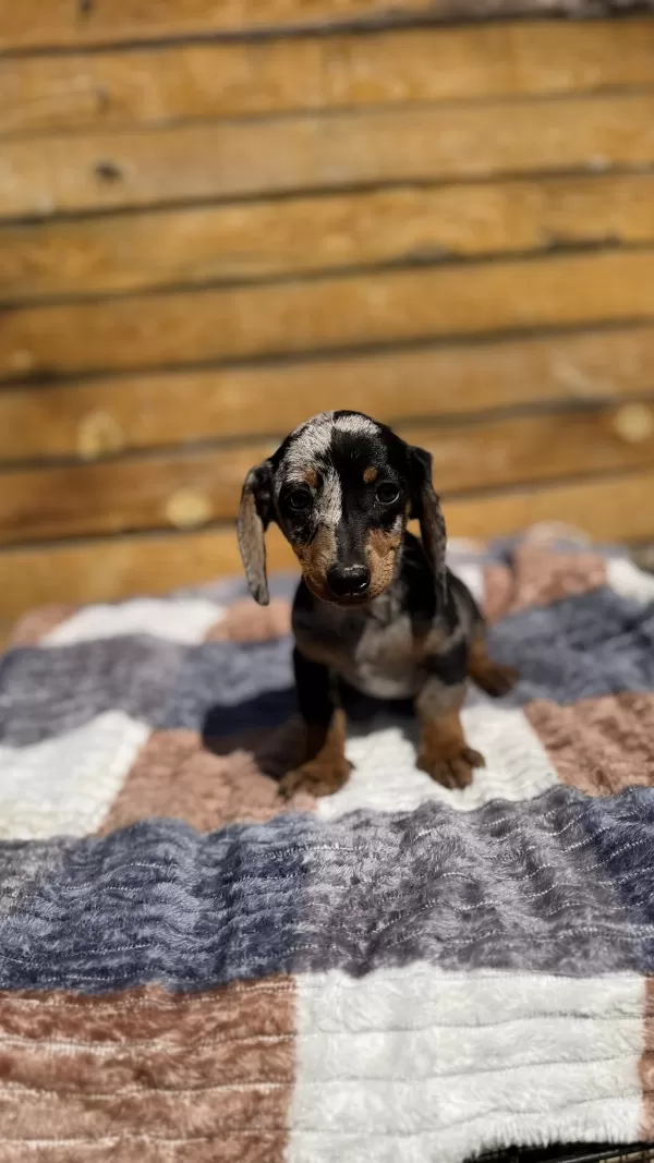 İki Yüzlü Sosis Köpek