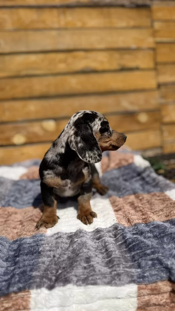 İki Yüzlü Sosis Köpek