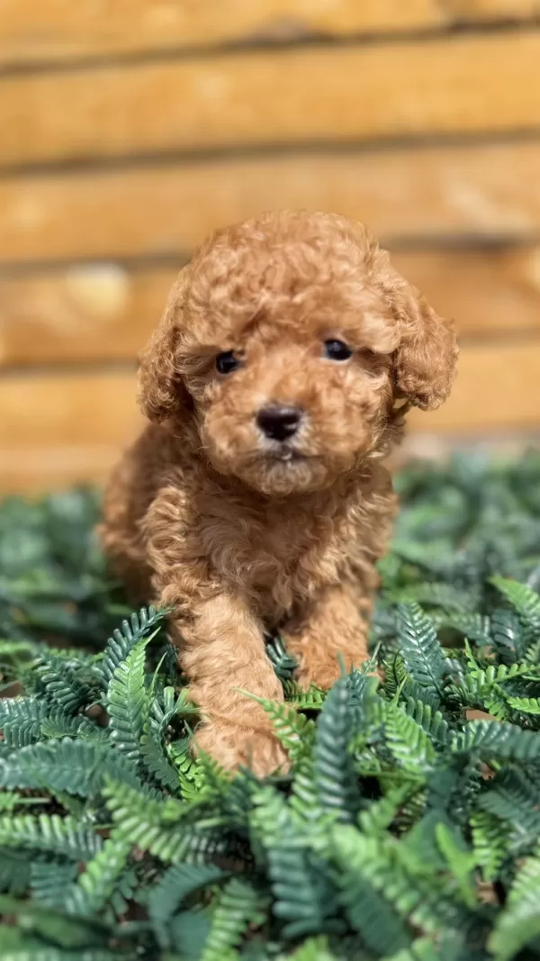 Yasal Yetiştiriciden Toy Poodle Yavrular