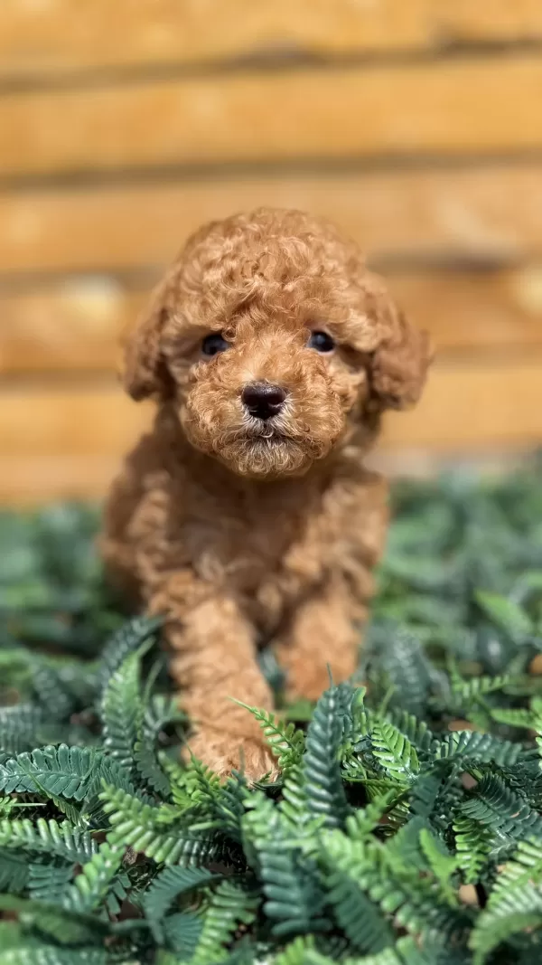 Yasal Yetiştiriciden Toy Poodle Yavrular