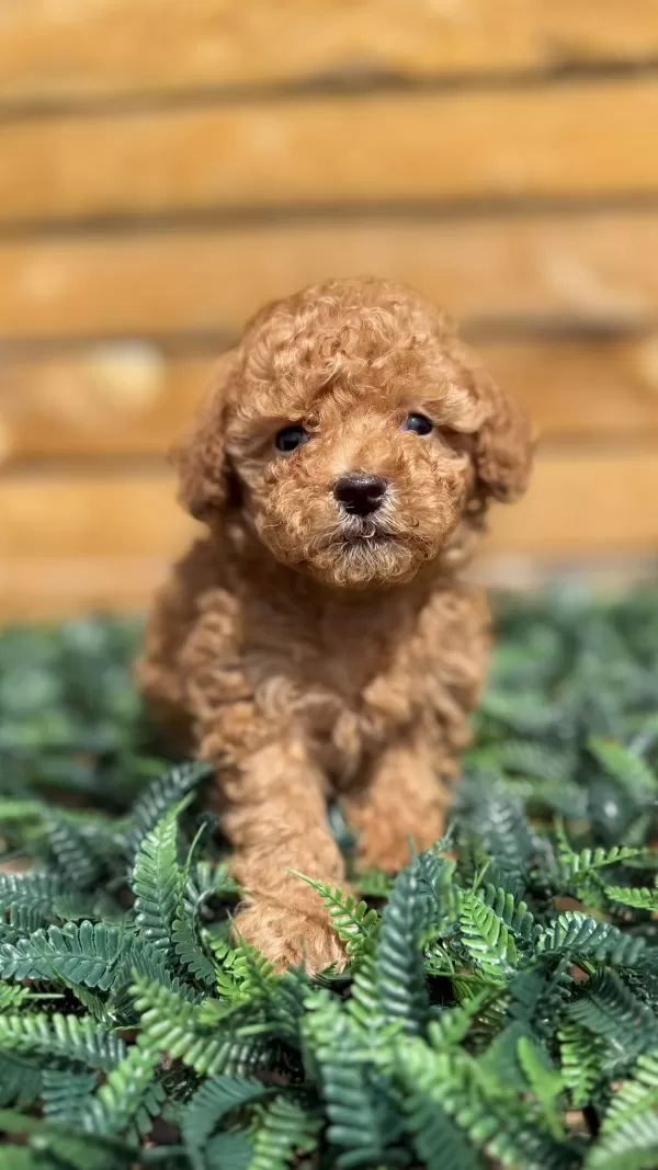 Yasal Yetiştiriciden Toy Poodle Yavrular