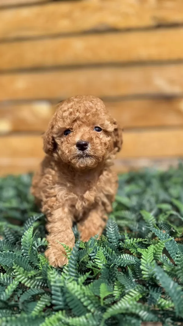 Yasal Yetiştiriciden Toy Poodle Yavrular