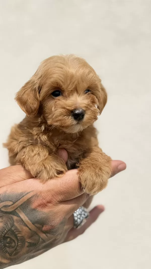Sakarya Maltipoo Yavrularimiz
