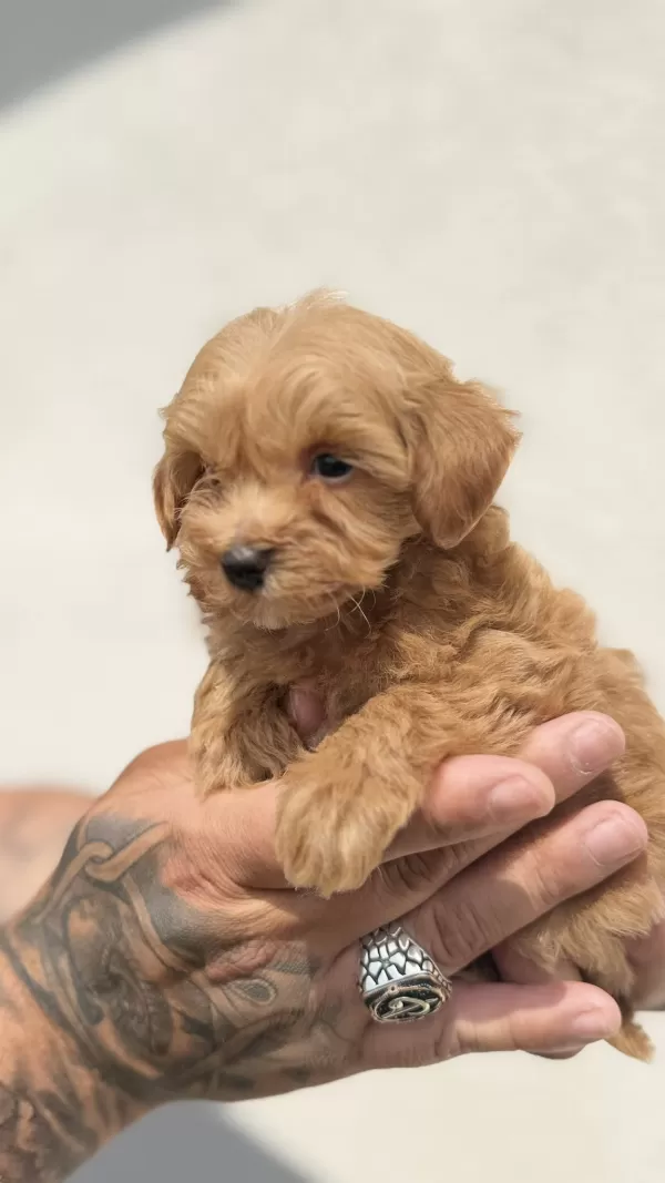 Sakarya Maltipoo Yavrularimiz