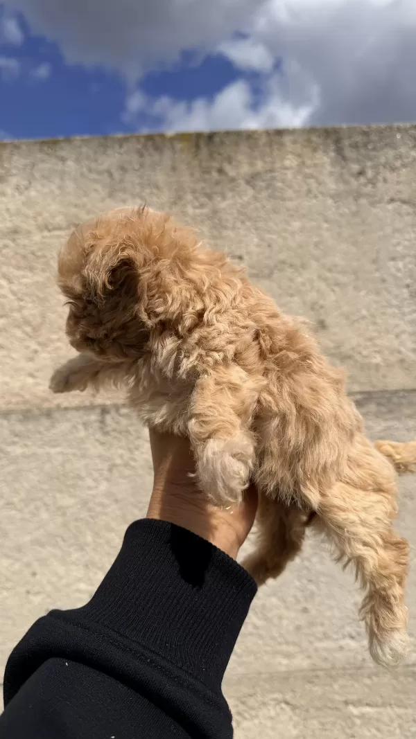 Oyuncak Gibi Güzelliğe Sahip Maltipoo Yavrusu