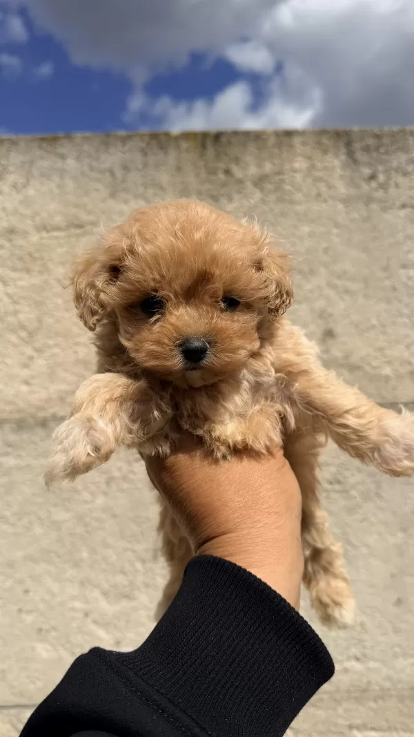 Oyuncak Gibi Güzelliğe Sahip Maltipoo Yavrusu