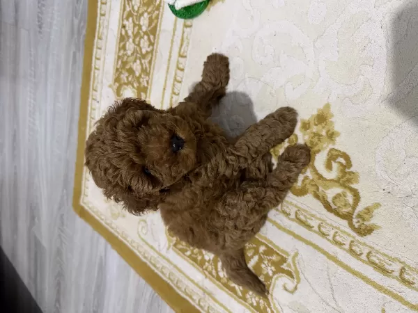 Toy Poodle Köpek Sahiplenme