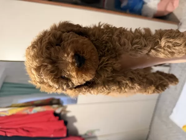 Toy Poodle Köpek Sahiplenme
