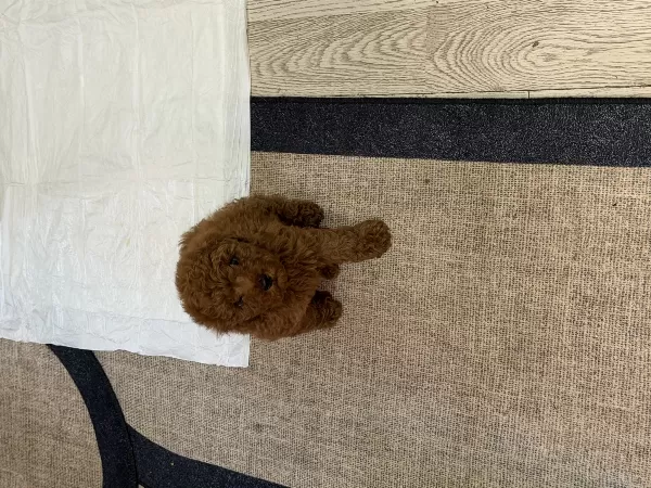 Toy Poodle Köpek Sahiplenme