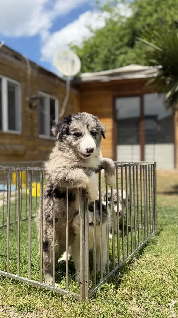 Zeka Ve Enerciiiiii   Merle Border Collie