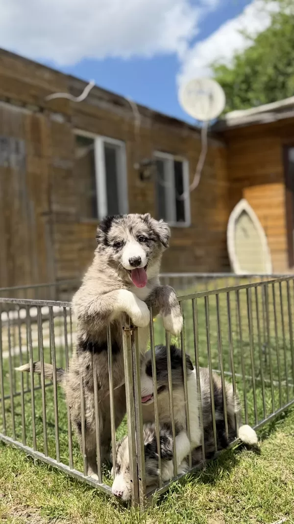Zeka Ve Enerciiiiii   Merle Border Collie