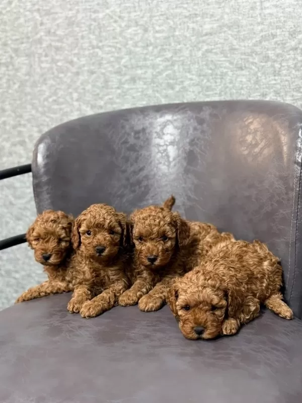 Toy Poodle Kurabiyelerimiz Mezitli