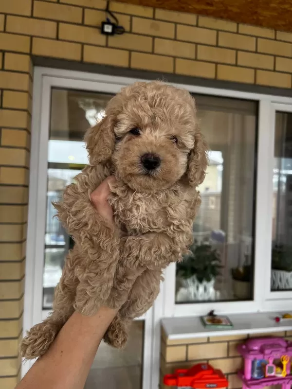 Toy Poodle Kurabiyelerimiz Mezitli