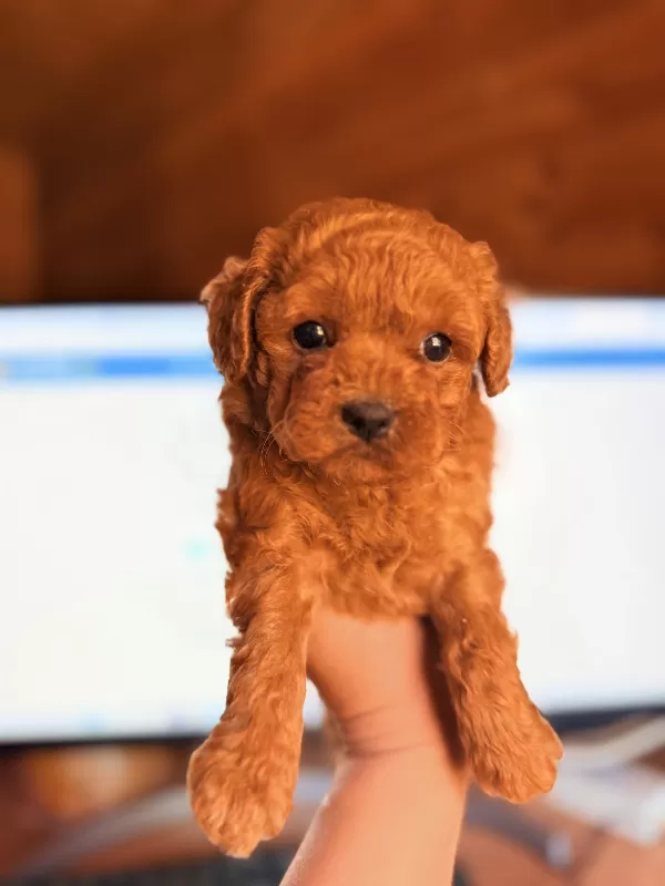 Sakarya Toy Poodle Yavrular