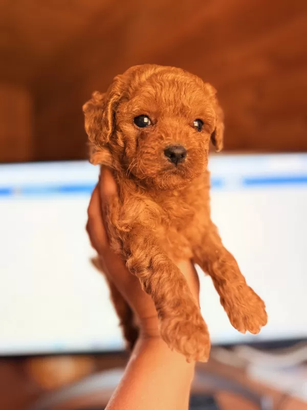 Sakarya Toy Poodle Yavrular
