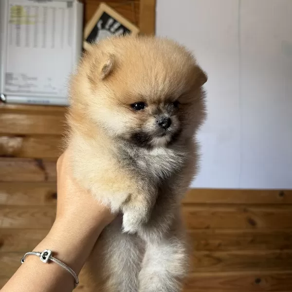 Orange Pomeranian Yavrumuz