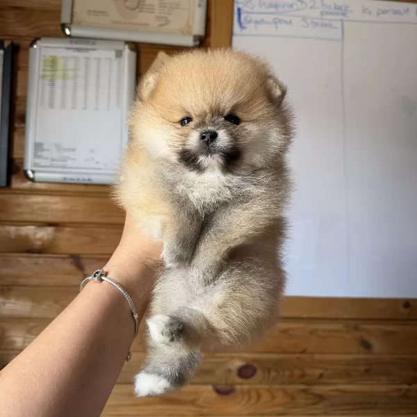 Orange Pomeranian Yavrumuz