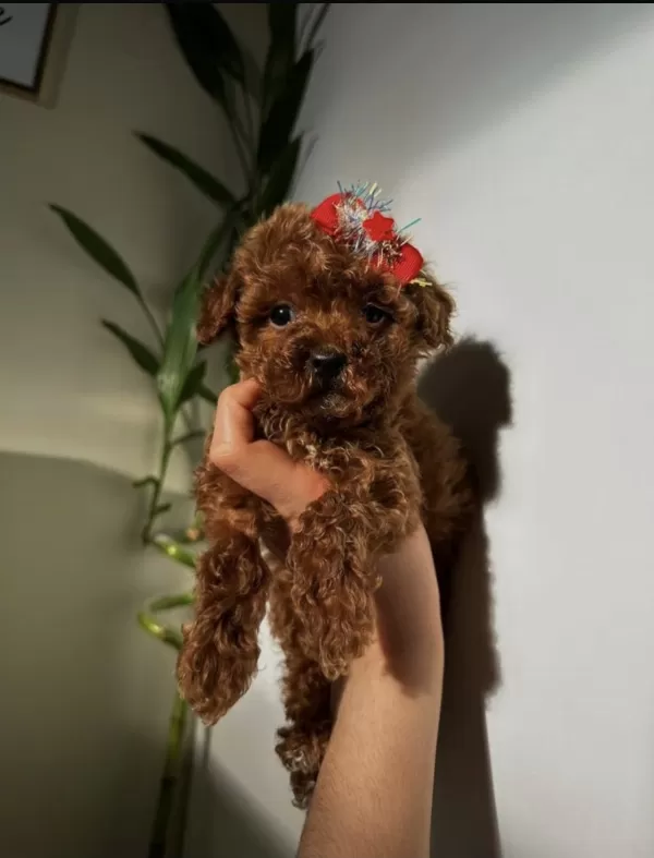 Premium Kalitede Toy Poodle Bebeklerimiz Yeni Ailelerini Bekliyor