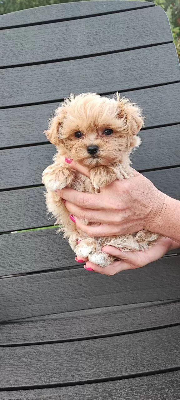 Kore Teacup Boy Maltipoo