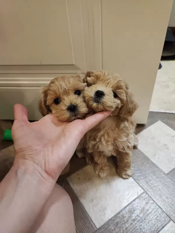 Kore Teacup Boy Maltipoo