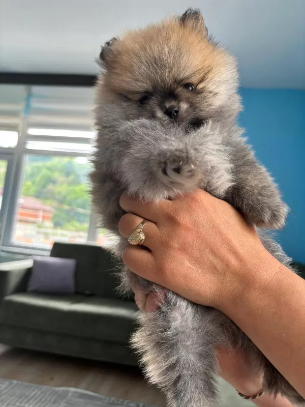 2 Aylık Pomerian Boo Basık Burun