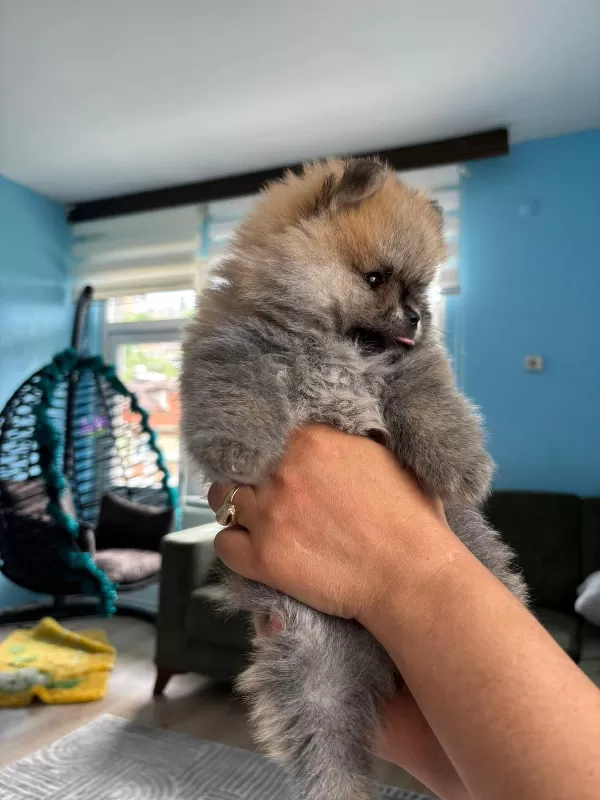 2 Aylık Pomerian Boo Basık Burun